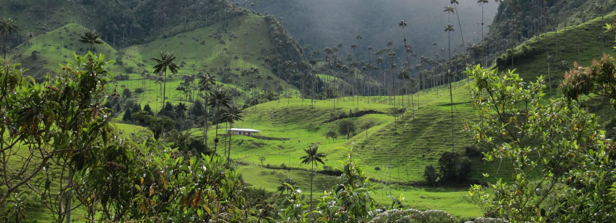 Cocora Valley Colombia Cocora Valley Colombia