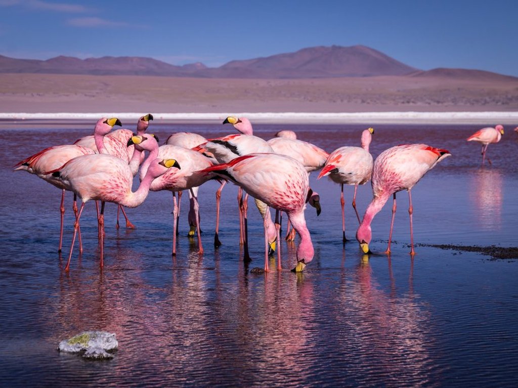 Laguna Colorada