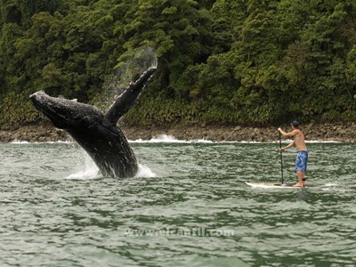salto-ballena-sup-nuqui-1 salto ballena sup nuqui 1
