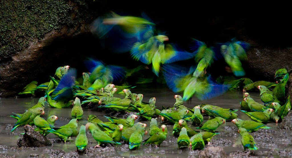 Parrots at Napo Wildlife Center Parrots at Napo Wildlife Center