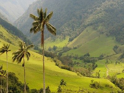 cocora valley