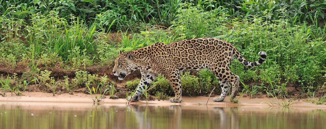 jaguar banner