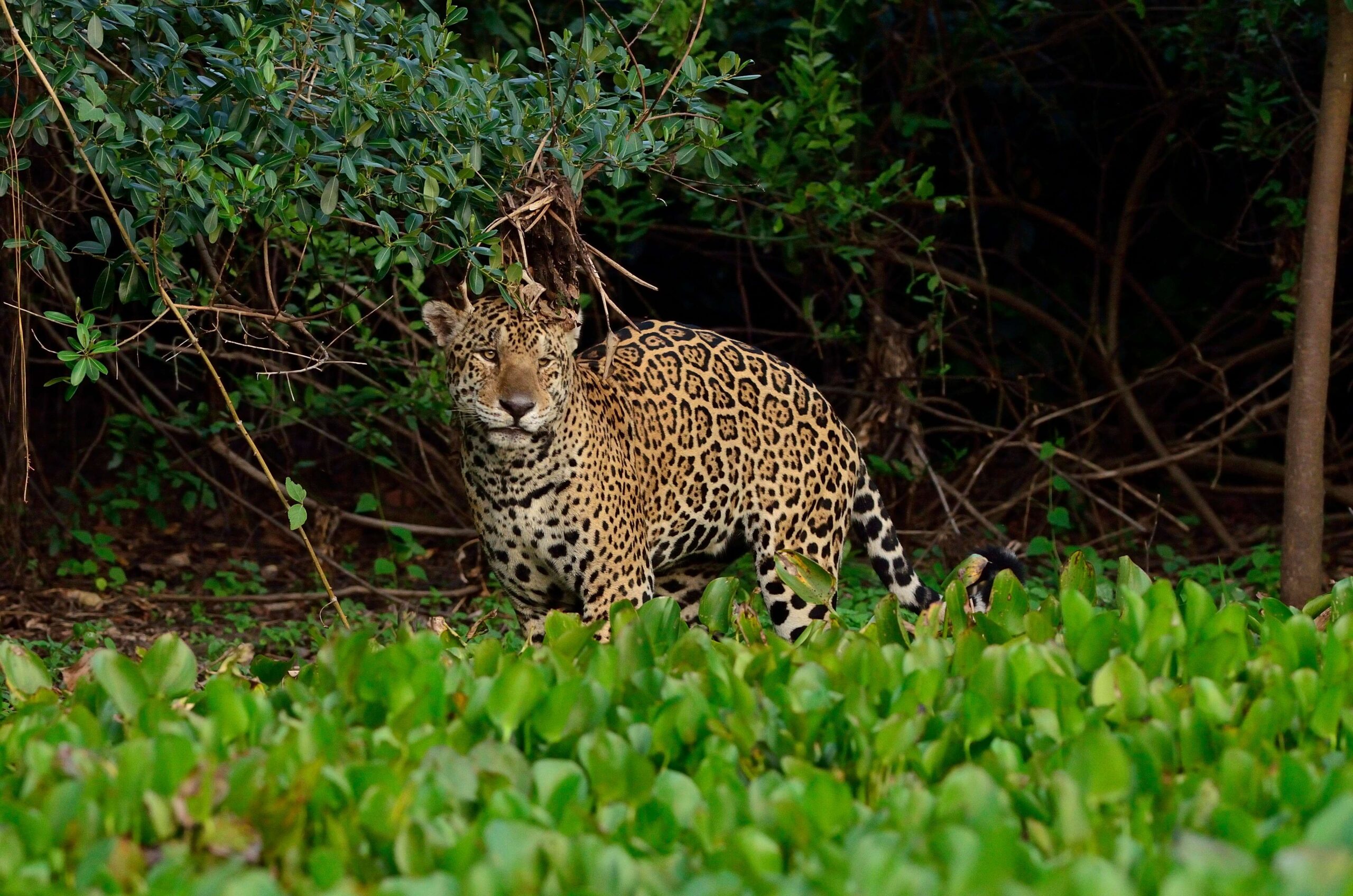 Jaguar Jaguar