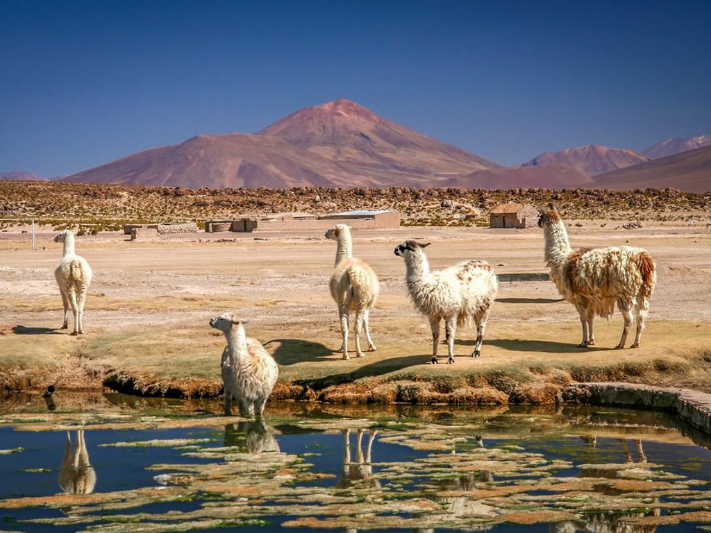Culture, History & Altiplano Bolivia Tour Package Altiplano llamas Boliva