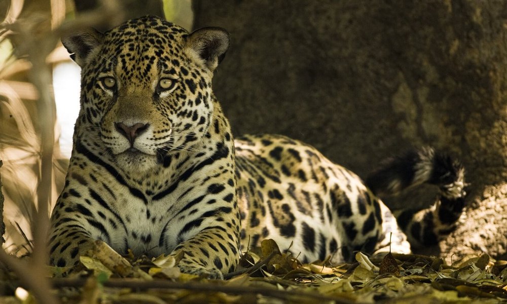 Pantanal Brazil Pantanal Brazil