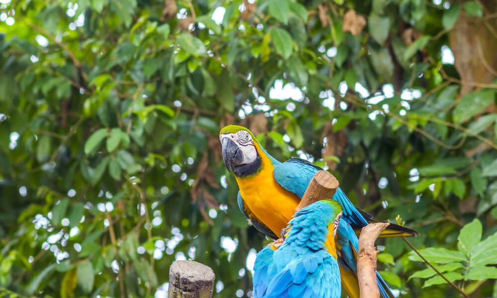 Brazilian Amazon Brazilian Amazon