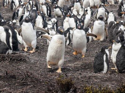 penguinshutterstock_185155079-1 penguinshutterstock 185155079 1