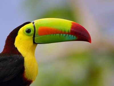pico-bonito-toucan pico bonito toucan