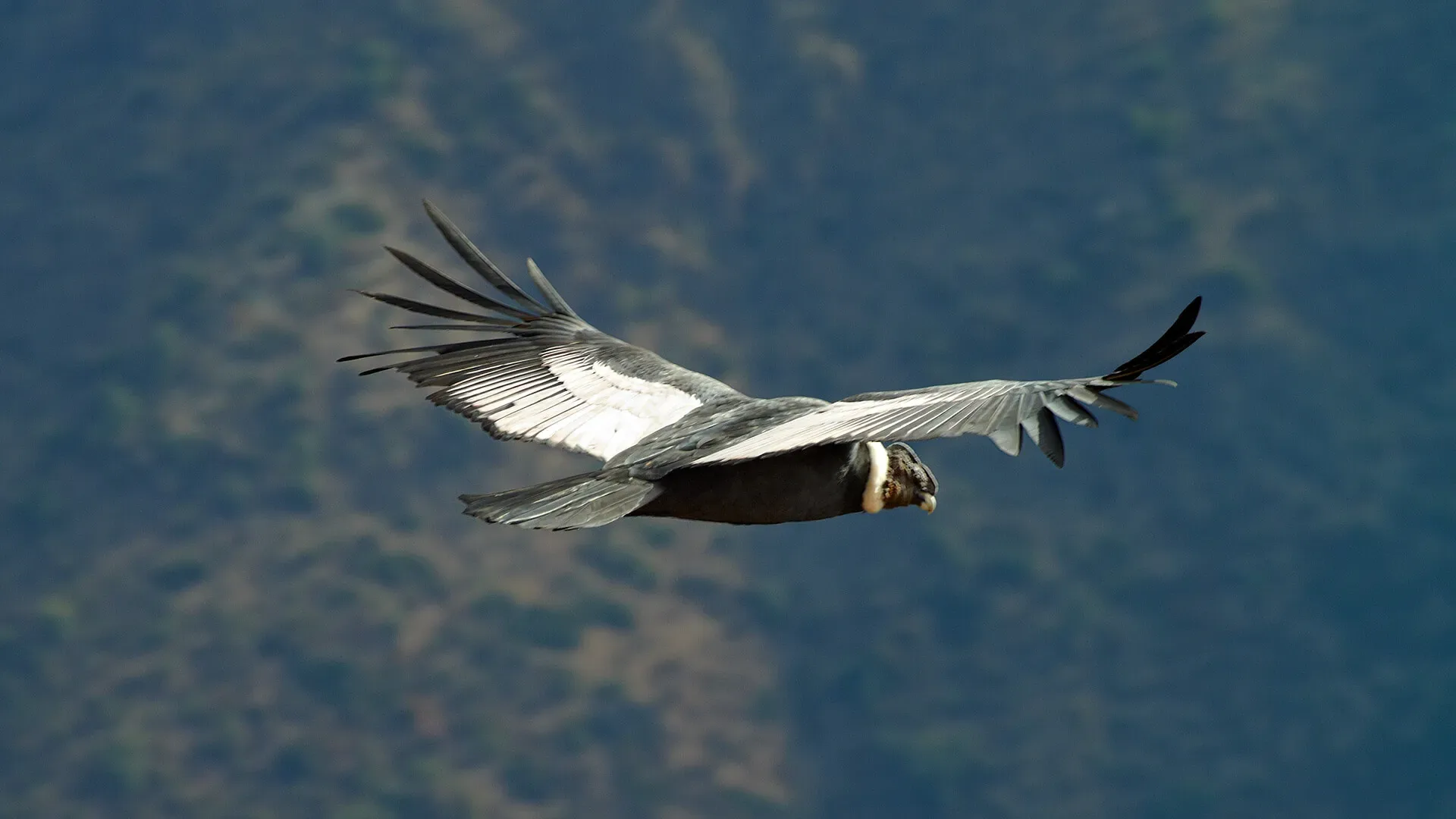 flight-of-the-condor-birding-condor.webp flight of the condor birding condor