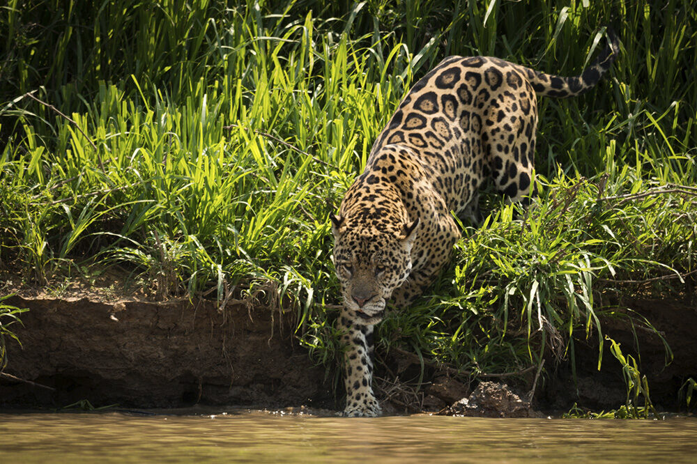 jaguar in the Pantanal jaguar in the pantanal