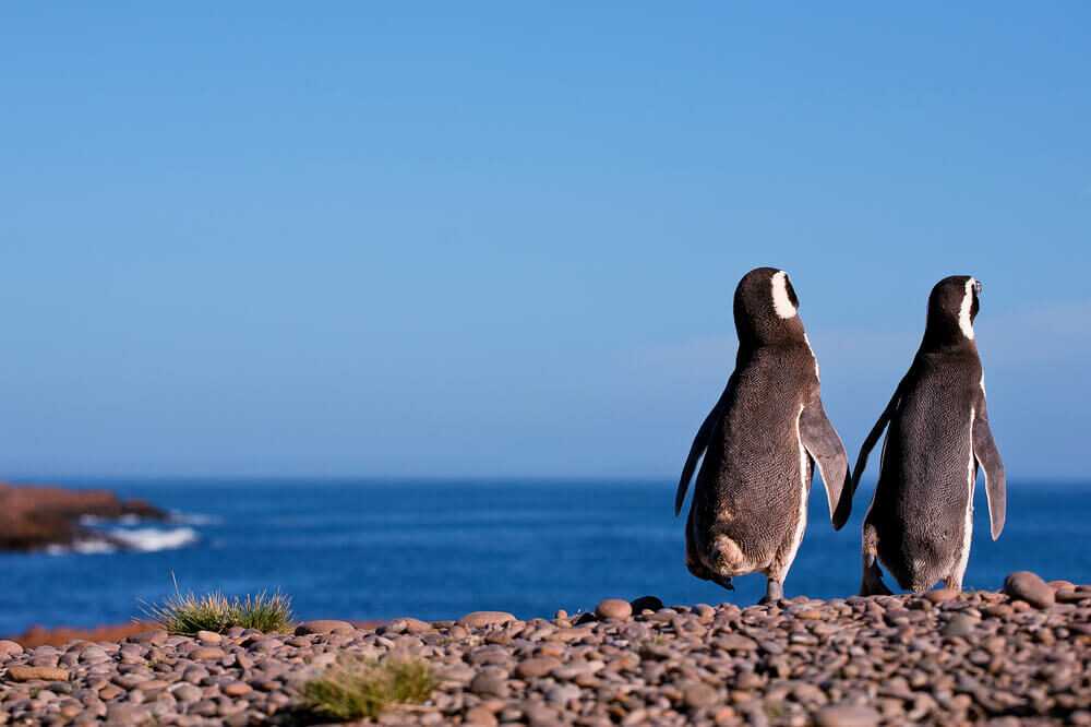 pengushutterstock 112224701