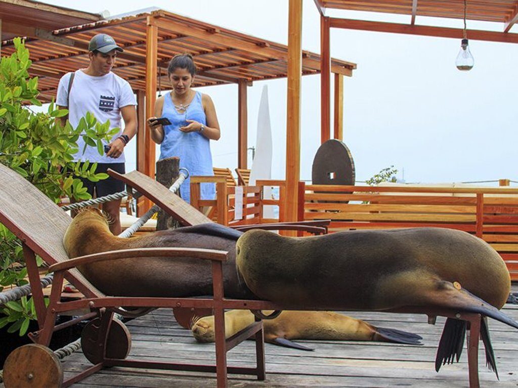 sealions1 720x540 1