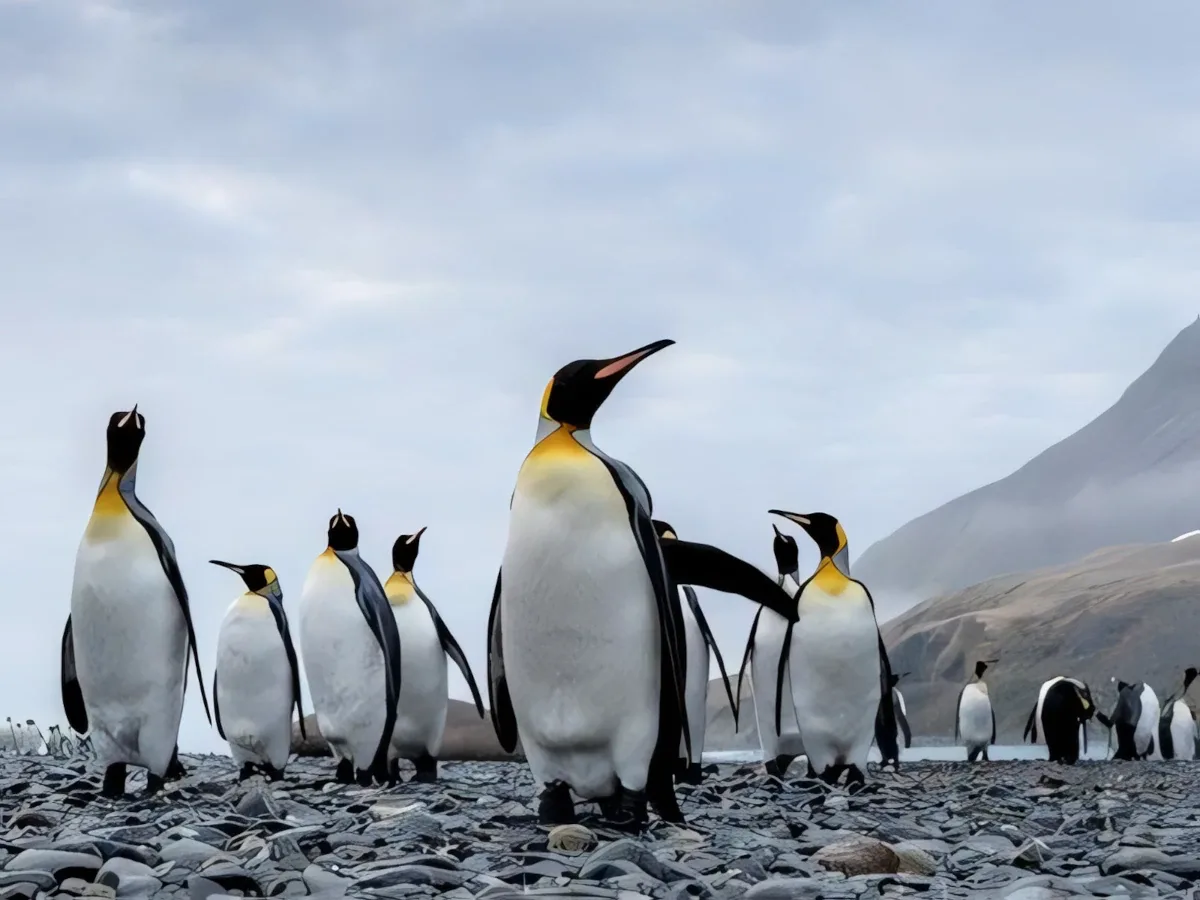Falkland Islands and South Georgia Small Ship Expedition antarctica21 small ships 2020 21 en img 2 1