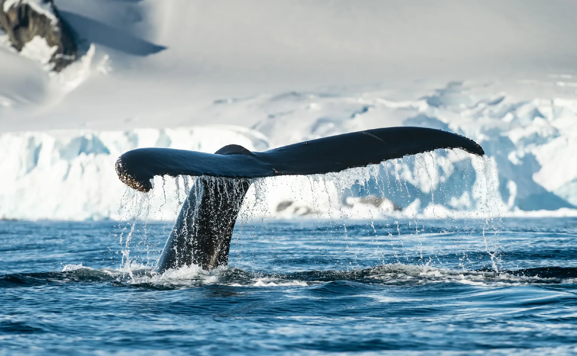 antarctica21 small ships 2020 21 en img 39