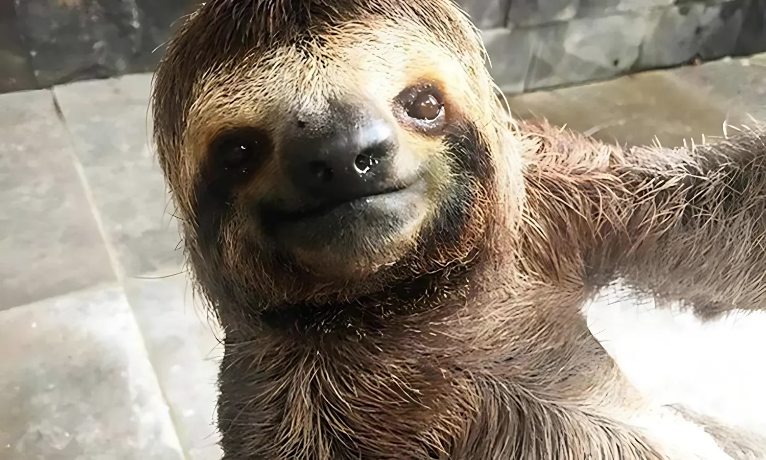 33863452 33863452