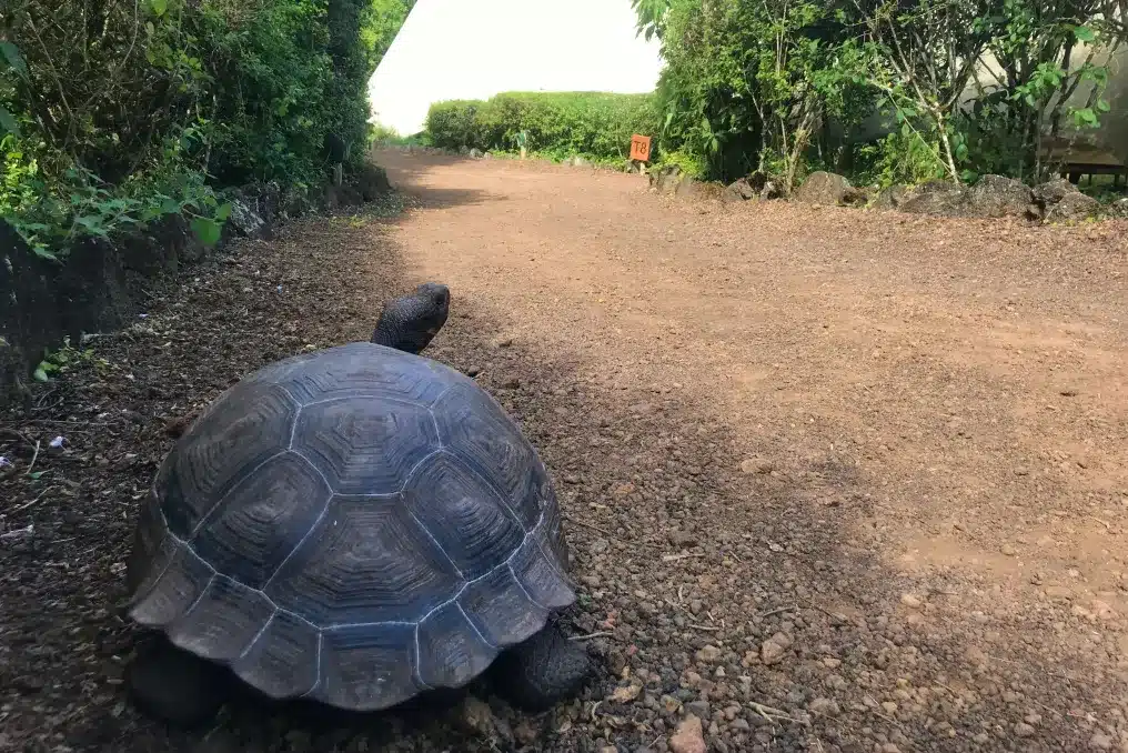 Galapagos-Safari-Camp-tortoise Galapagos Safari Camp tortoise