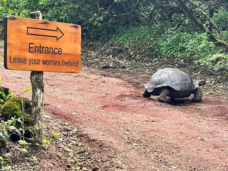 Galapagos Safari Camp - Santa Cruz Island, Ecuador Wildlife at Galapagos Safari Camp tortoise