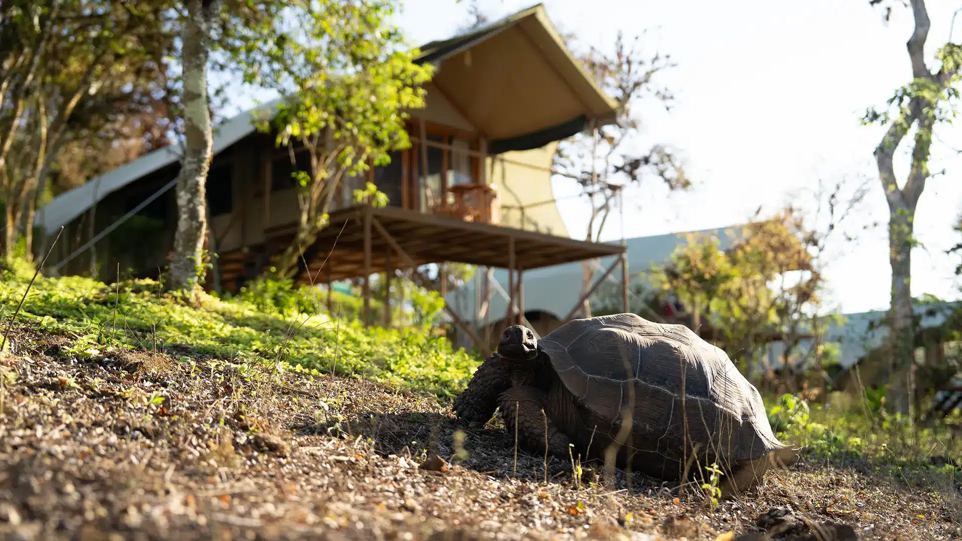 Wildlife-at-Galapagos-Safari-Camp Wildlife at Galapagos Safari Camp