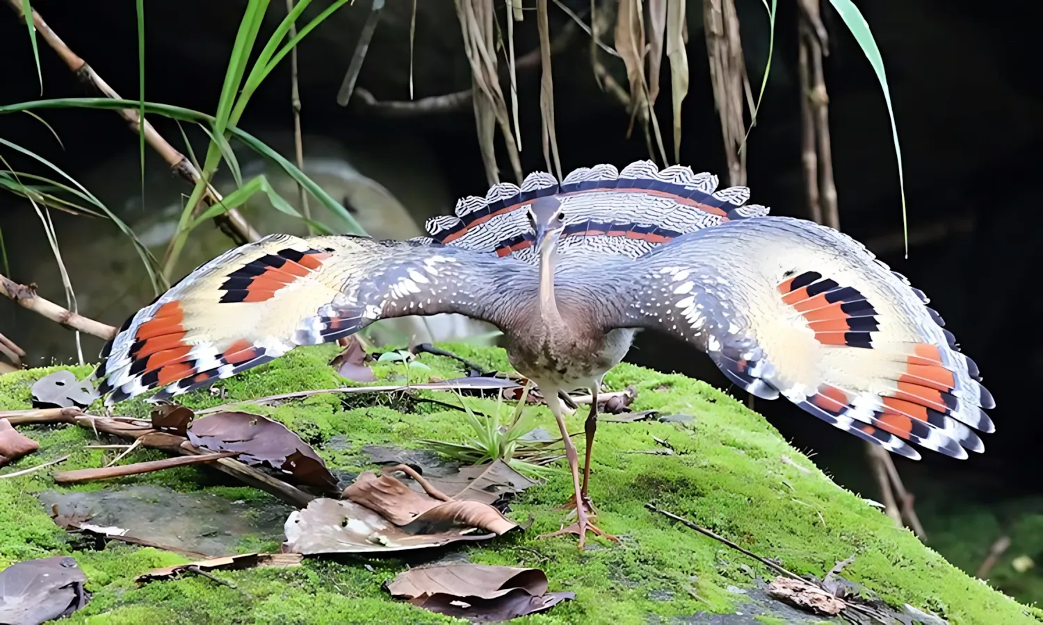 a beautiful sunbittern