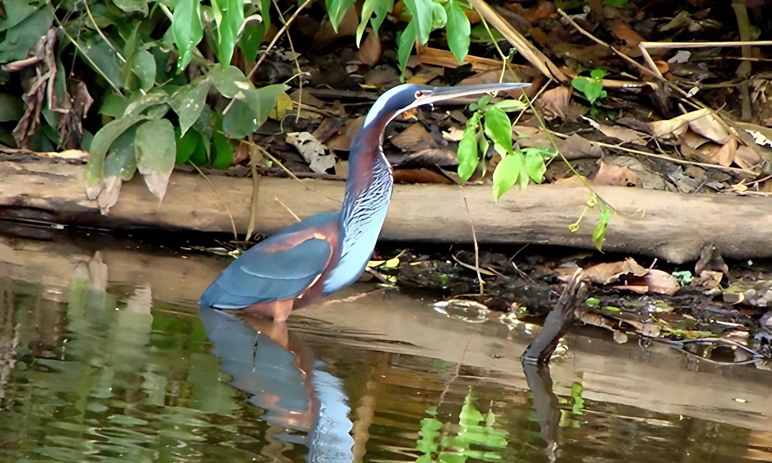 agamiheron4 agamiheron4