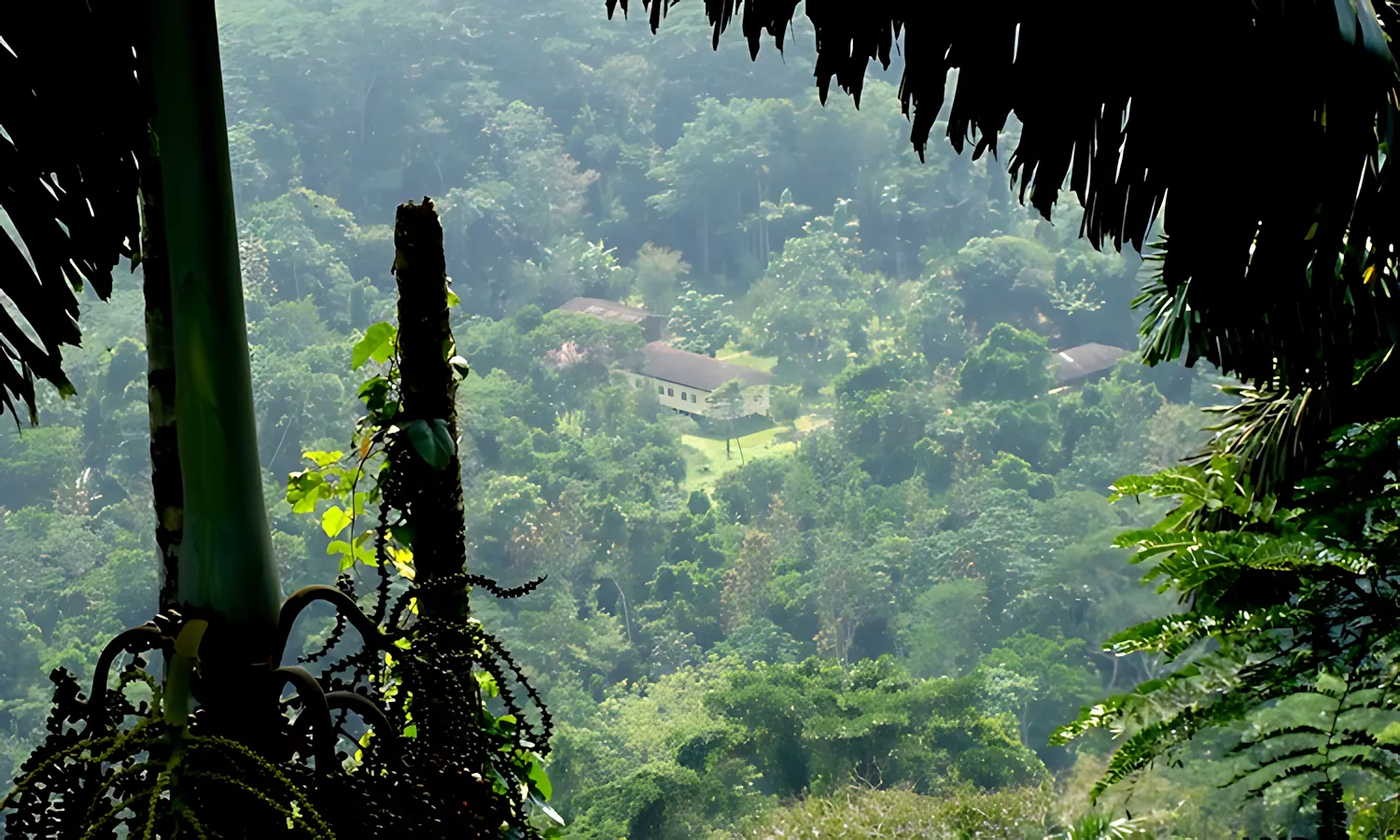 amazonialodgeforest1 amazonialodgeforest1