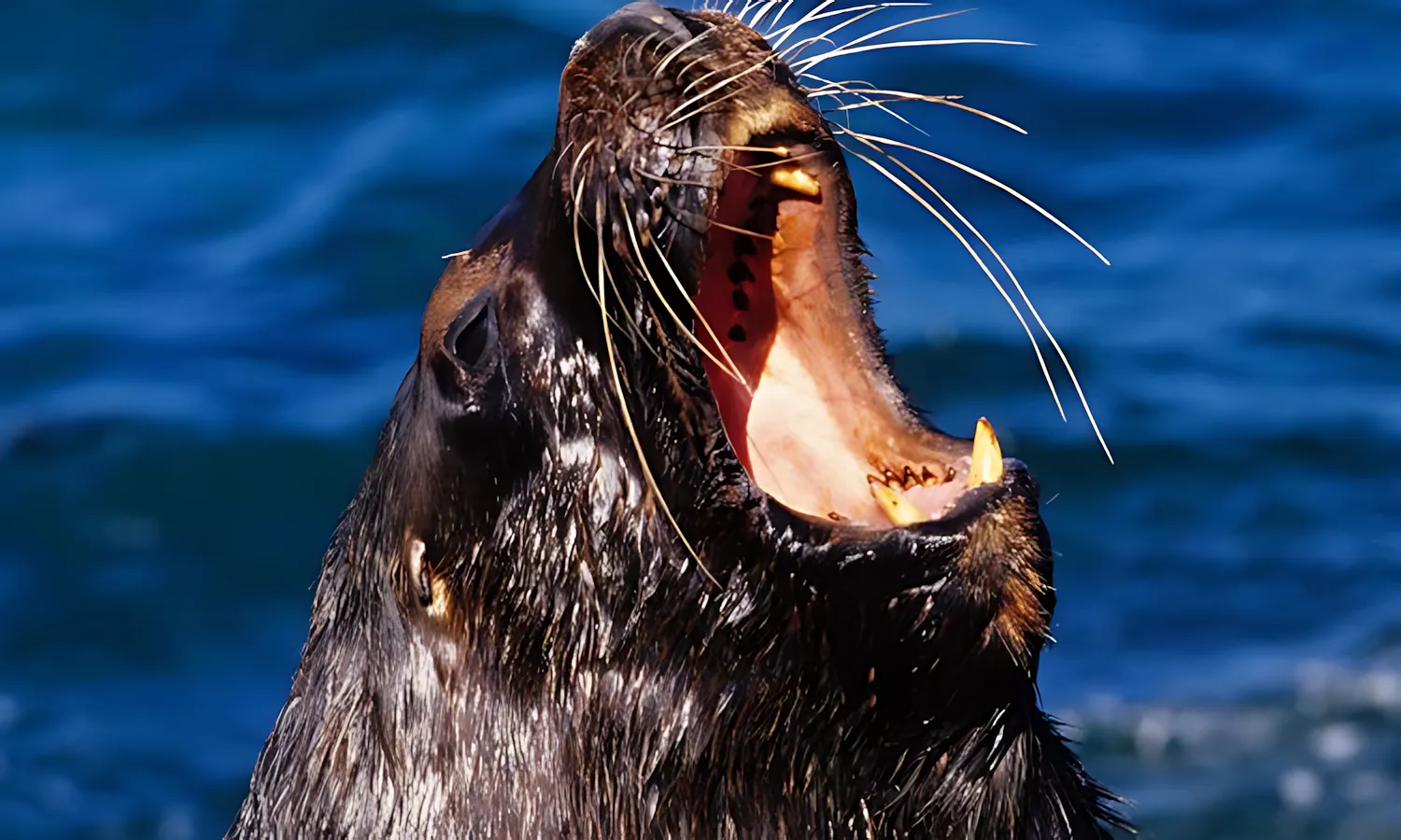 bbl_wildlife_1 bbl wildlife 1