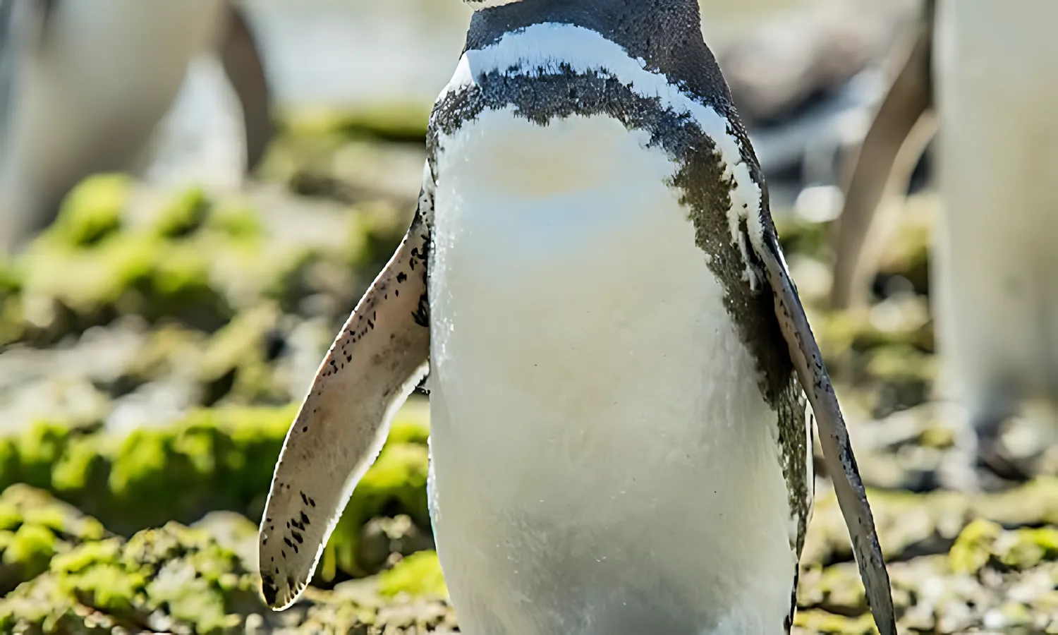 bbl_wildlife_2 bbl wildlife 2