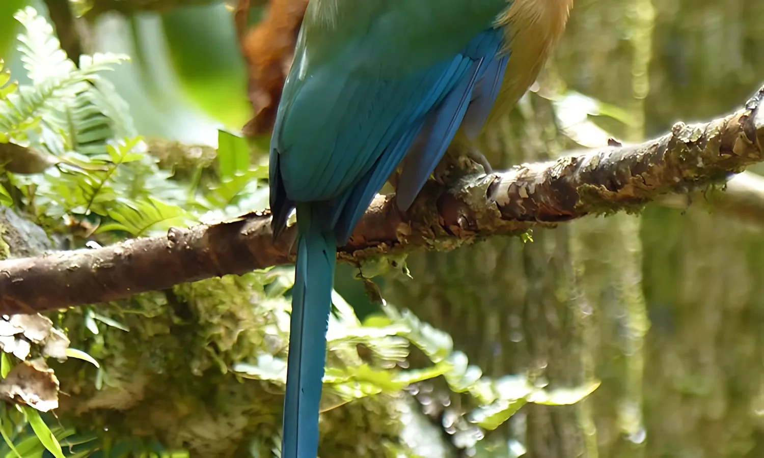 birding_trails_hotel_villa_san_ignacio1_full birding trails hotel villa san ignacio1 full