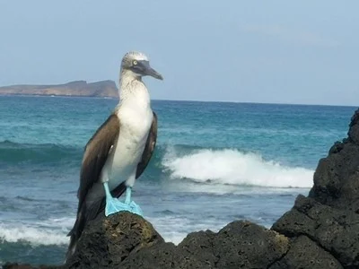 blue-footed-boobie blue footed boobie