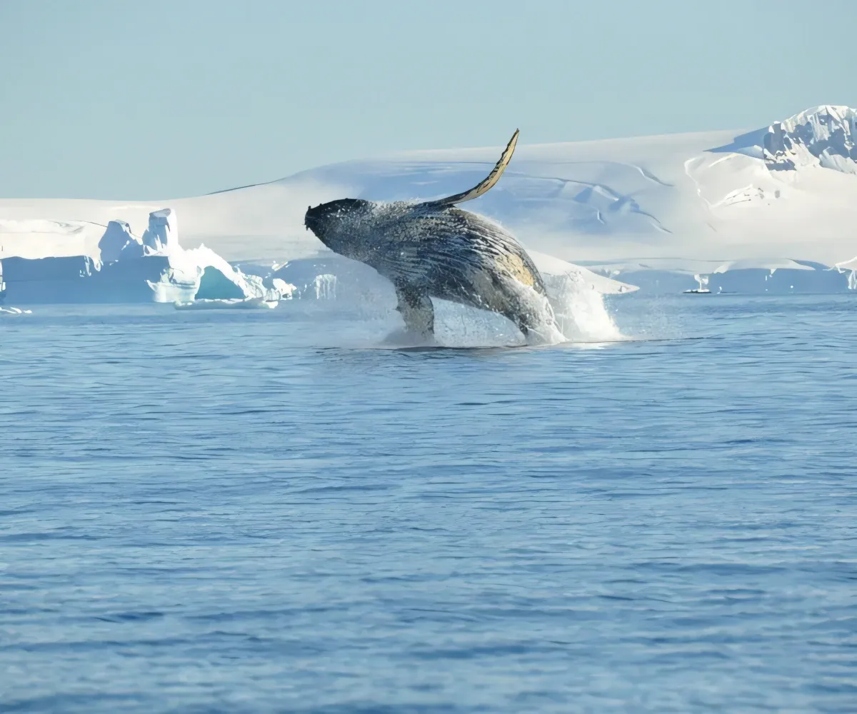 classic antarctica 06