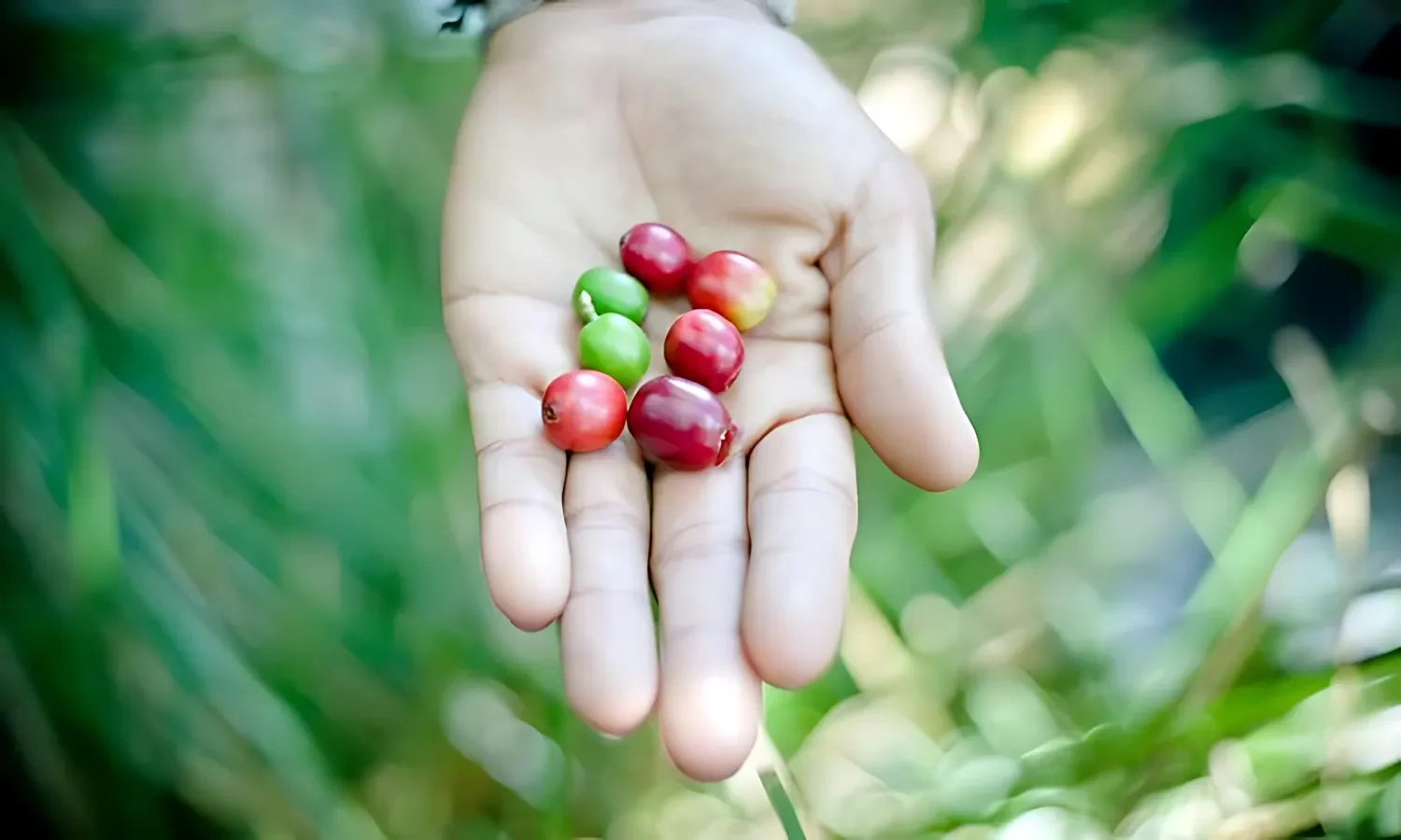 coffeehand thumb2