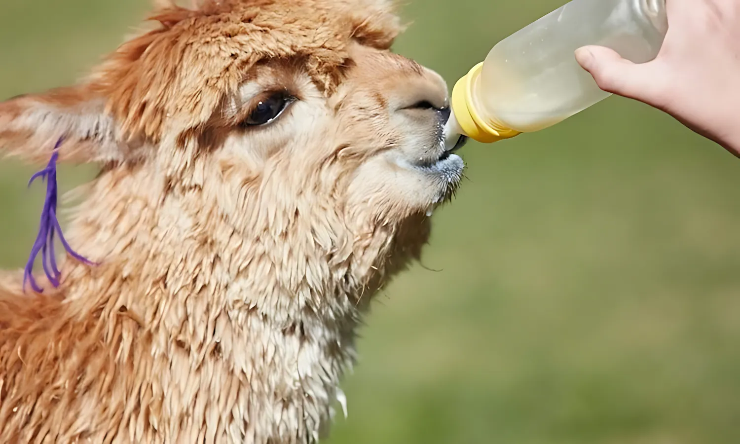 col-lei-activity-alpaca-feeding01_960x748 col lei activity alpaca