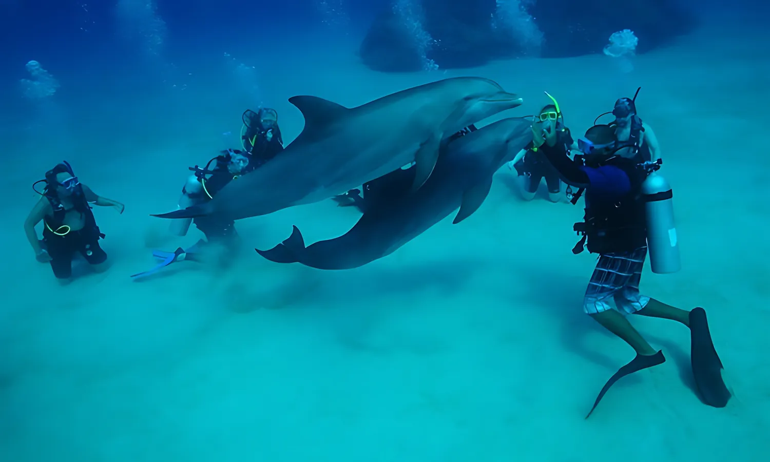 dolphin-dive dolphin dive