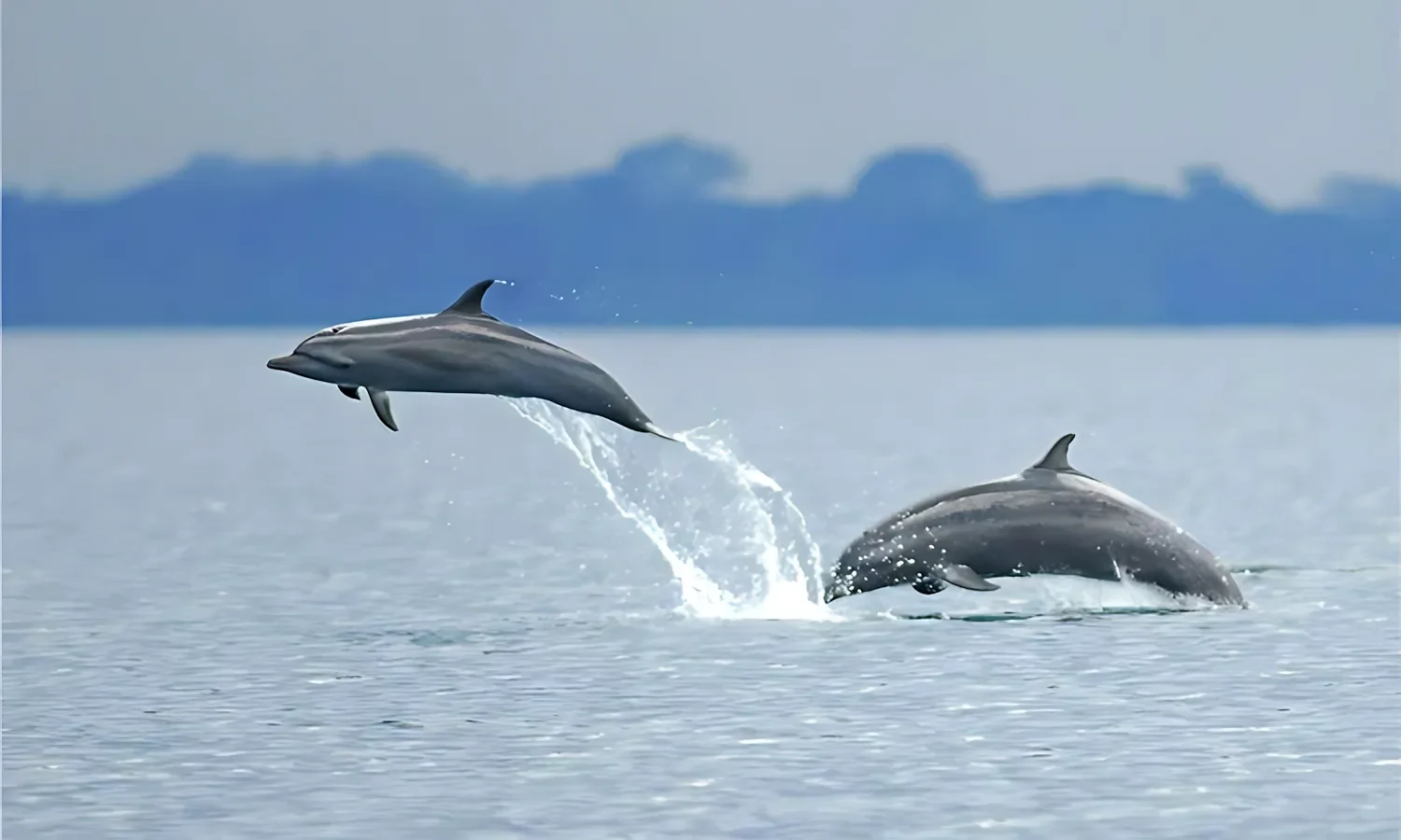 dolphins do the regular welcoming to our guests