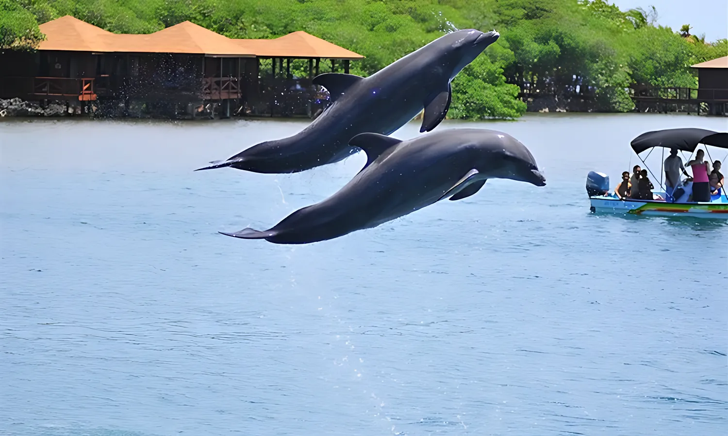 dolphins dolphins