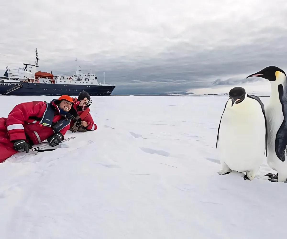 emperor penguins with ortelius