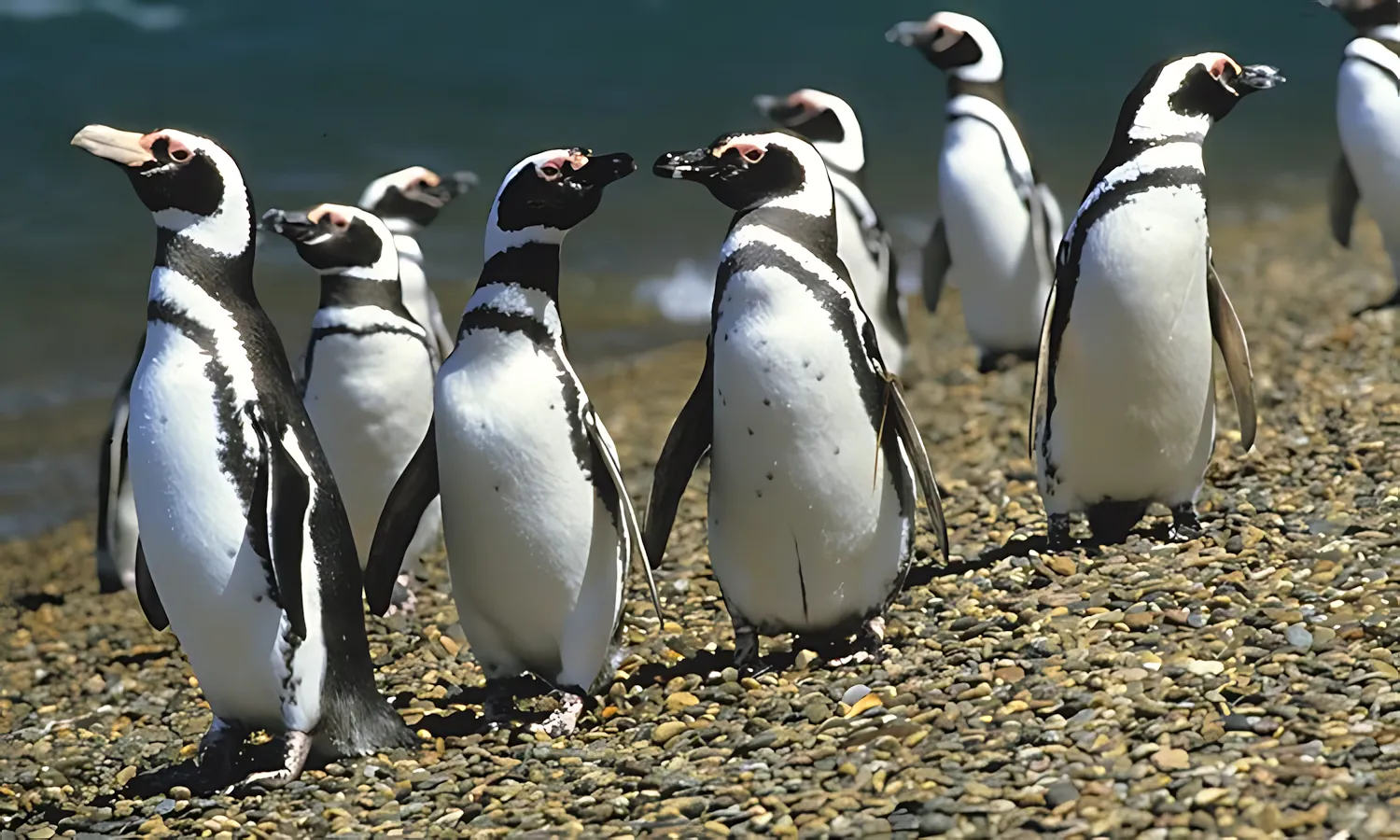 Monte Leon National Park Penguins Monte Leon National Park Penguins
