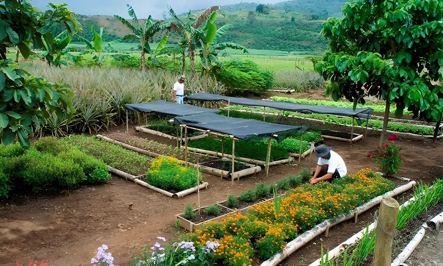 finca 01