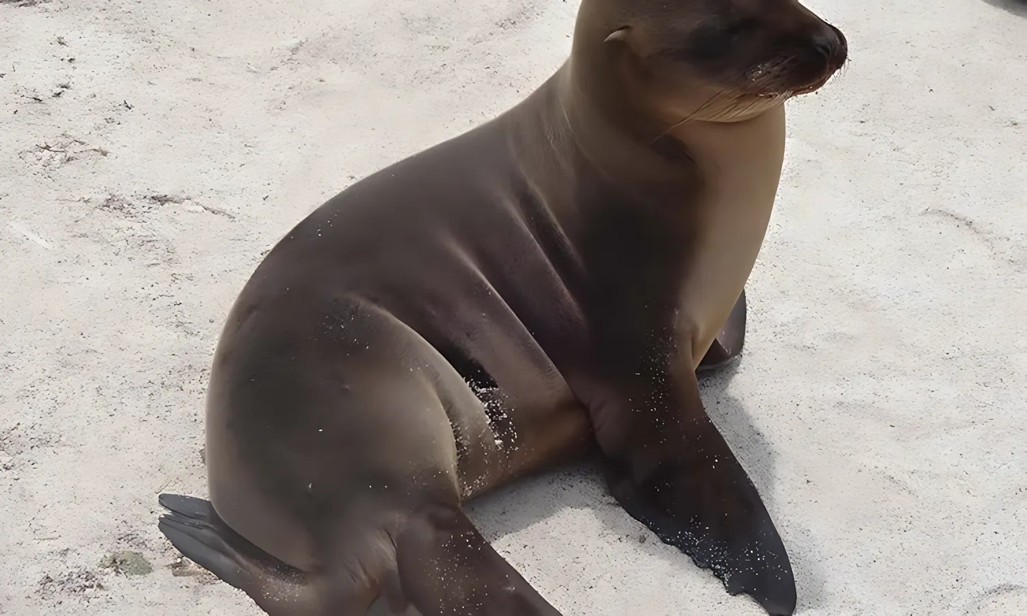 finch-bay-sea-lion finch bay sea lion
