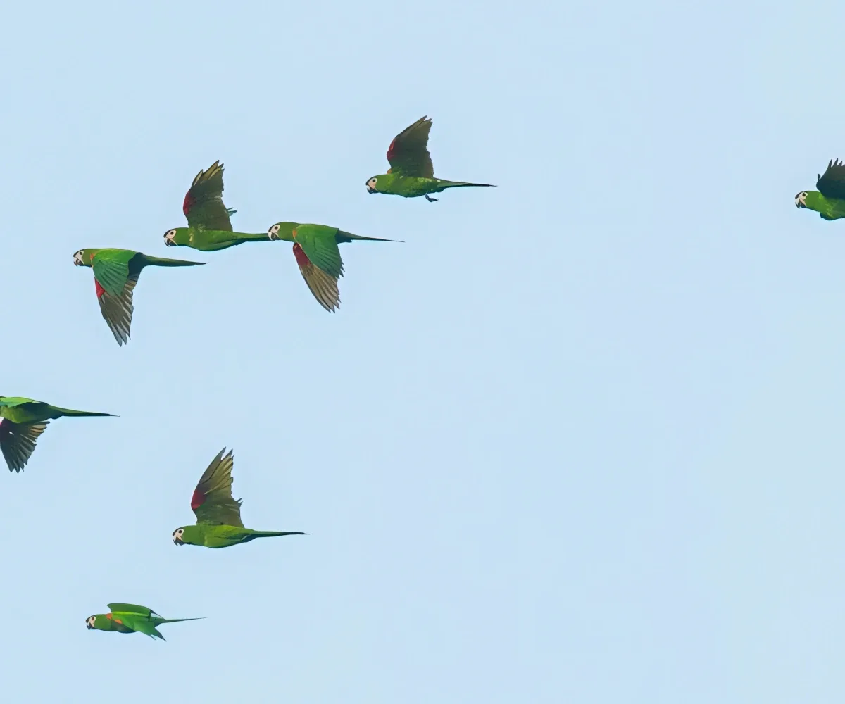 flock-of-yellow-crowned-parrot-guyana-fam-from-mike flock of yellow crowned parrot guyana fam from mike