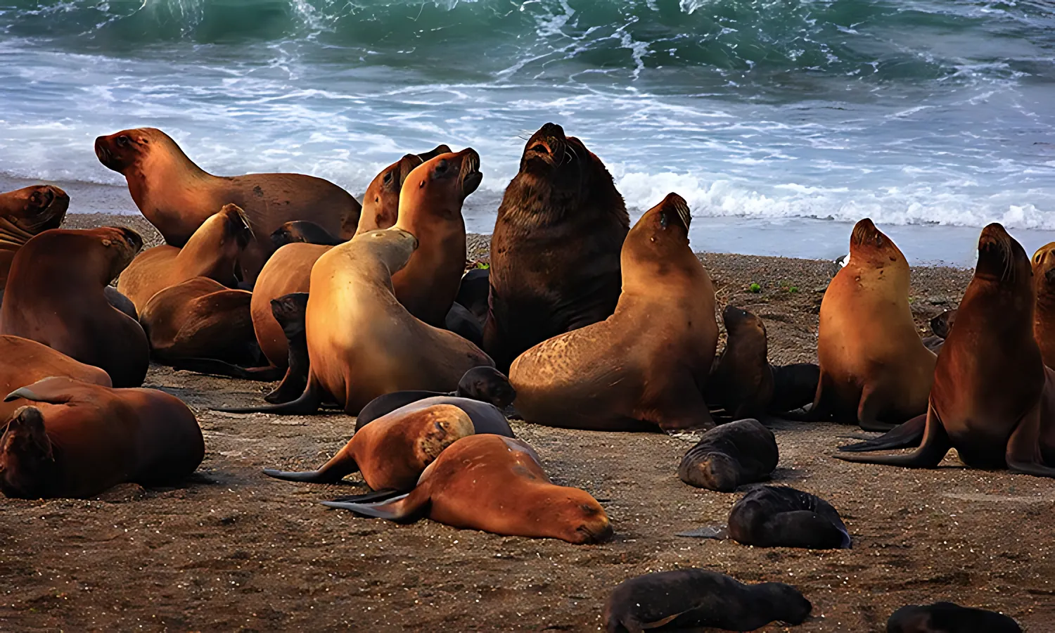 Hotel Territorio Puerto Madryn Sea Lions Hotel Territorio Puerto Madryn Sea Lions