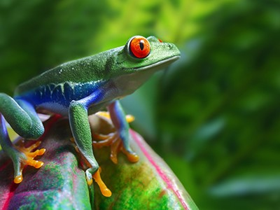 frogcolorful 1
