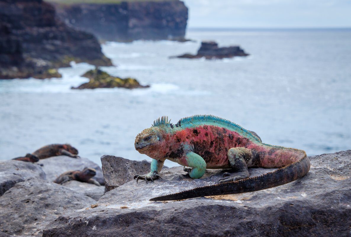 Galapagos Marine Iguana Galapagos Marine Iguana