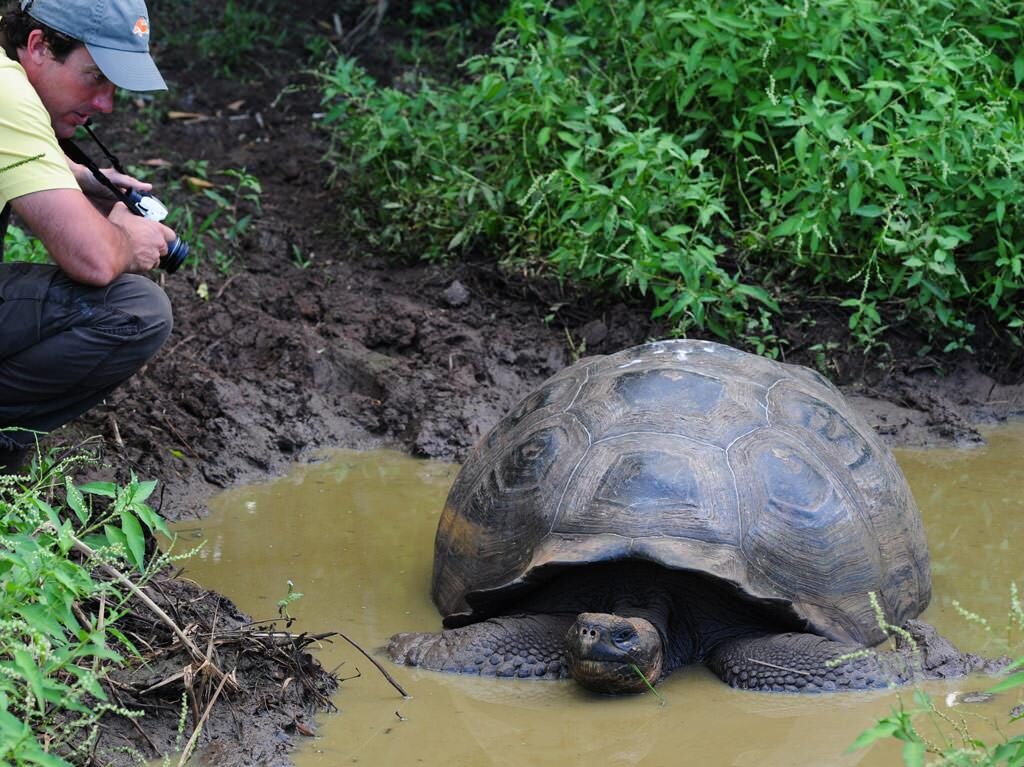 Galapagos Giant Tortoise Galapagos Giant Tortoise