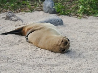 gps-sea-lion-3 gps sea lion 3