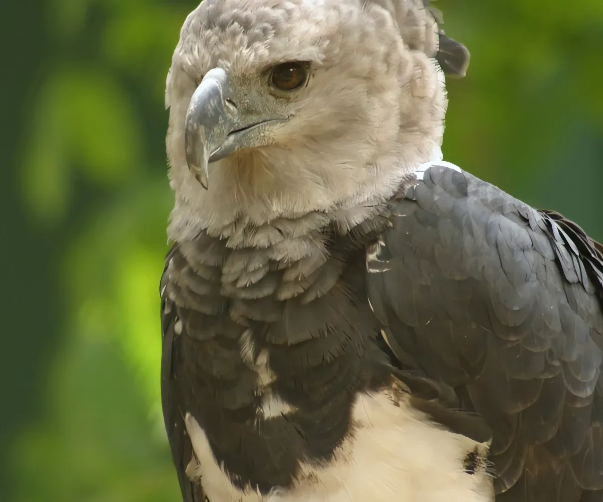 harpy-eagle-rich-cahill harpy eagle rich cahill