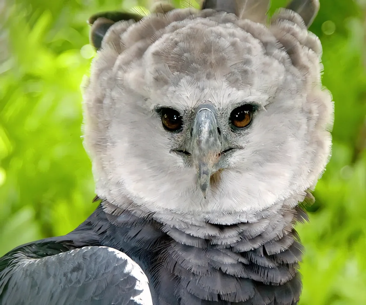 harpy-eagle harpy eagle