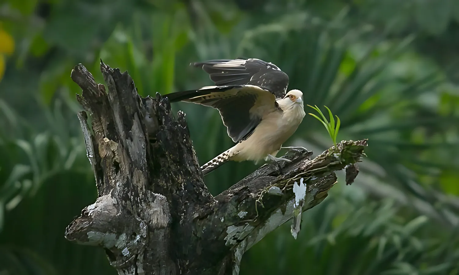 hawk hawk