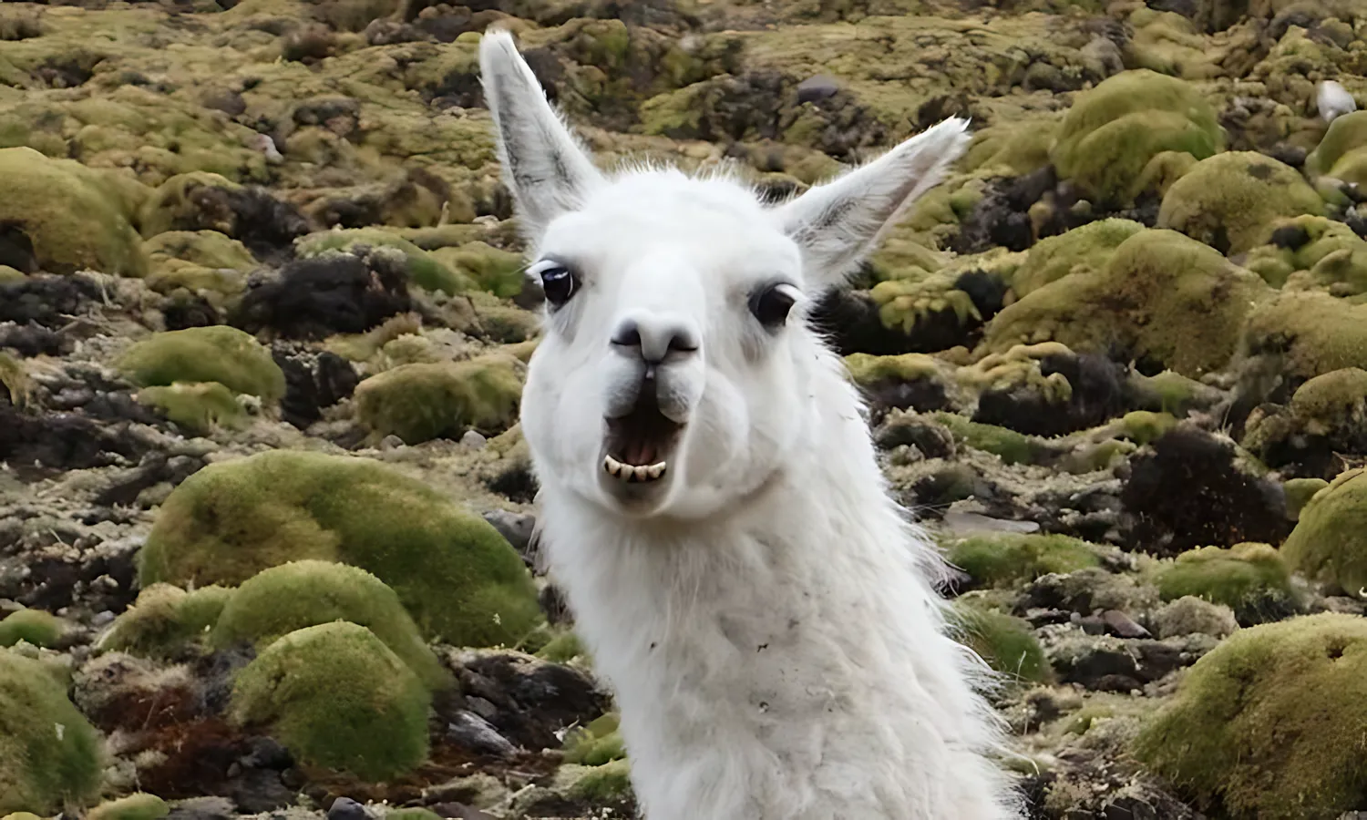 explora Valle Sagrado - Urubamba, Peru llama unique animal fauna sacred valley peru 1 mugohm6h155nacbnsi7qq6gadcsnfb9remdkg5e5qg