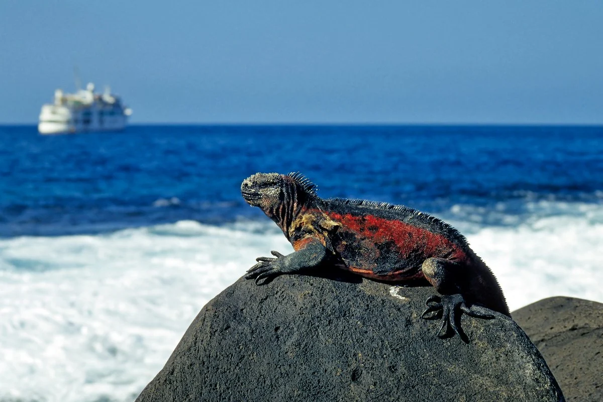 Galapagos Marine Iguana Galapagos Marine Iguana